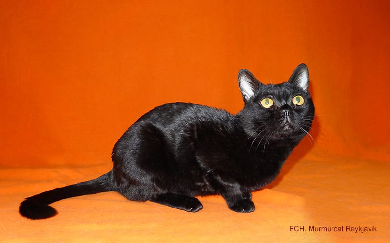 Бомбейские котята — фото 2