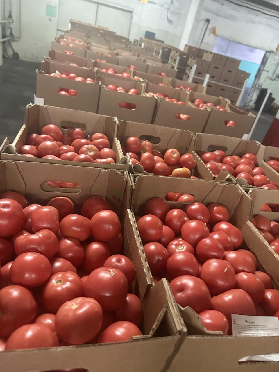 Томат розовый тепличный — фото 5