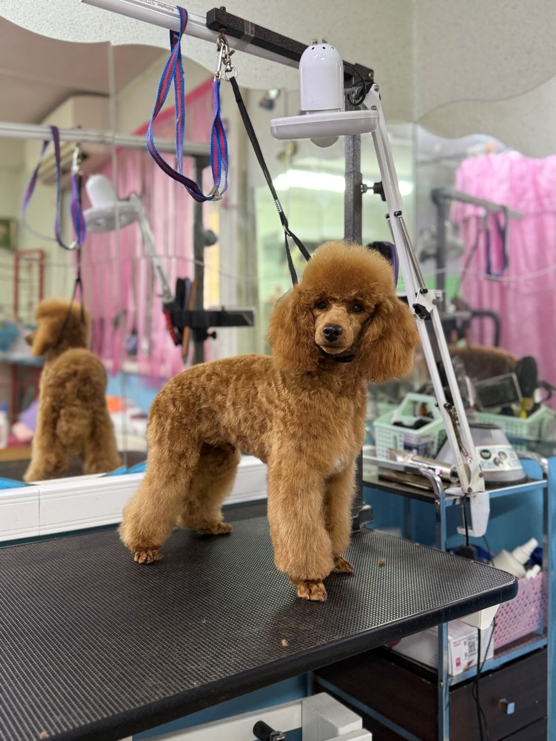 Продаётся кобель пудель. — фото 2