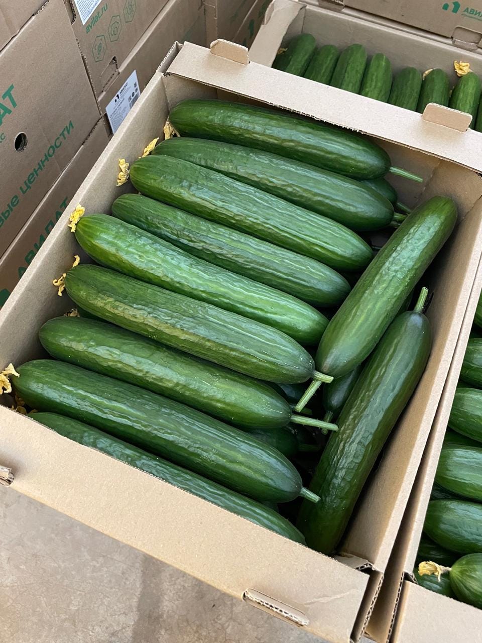 Тепличный Огурец Гладкий Мева — фото 6