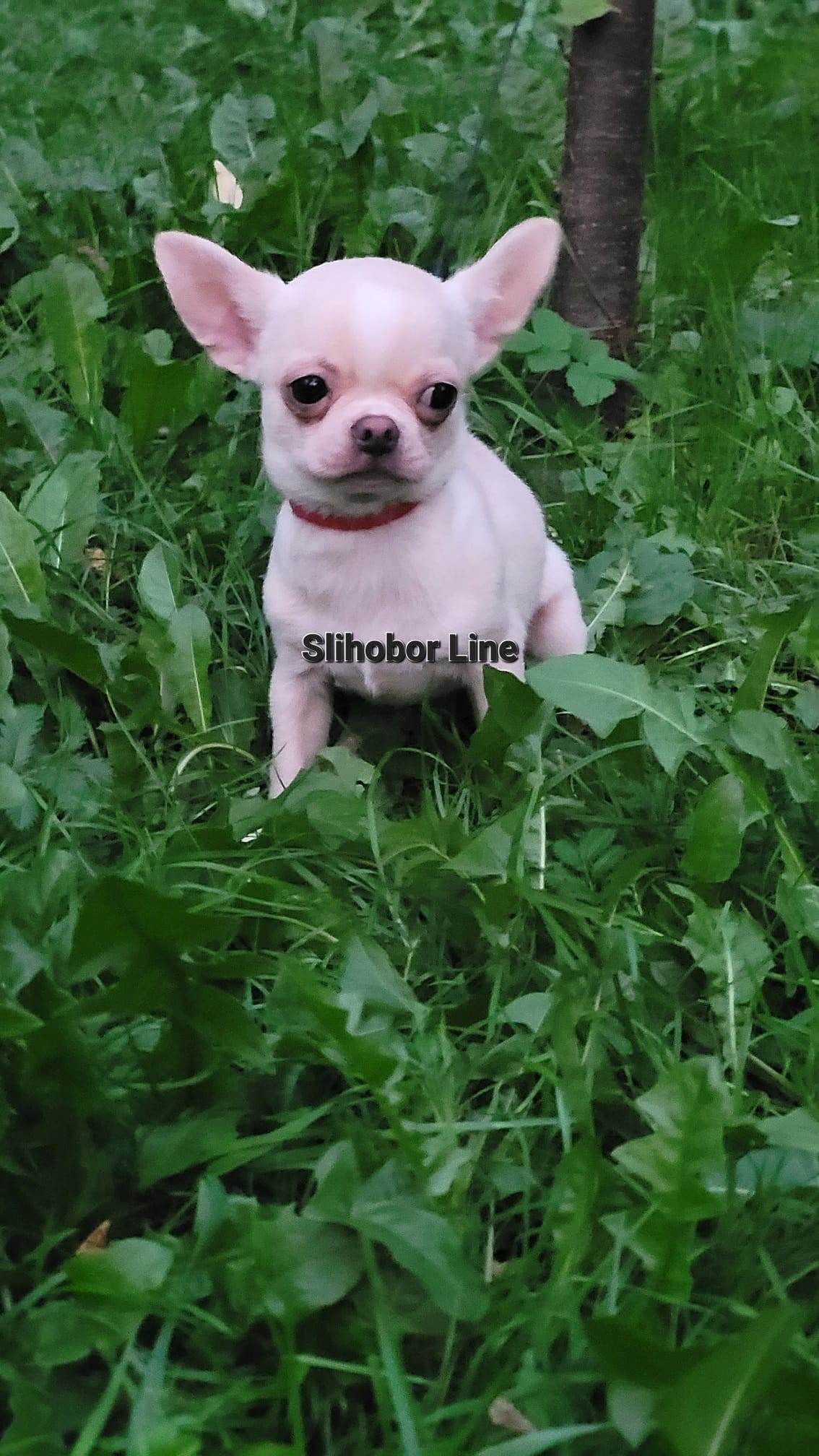 Чихуахуа гш малыш — фото 3