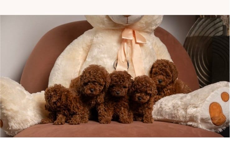 Красные карликовые и той-пудели