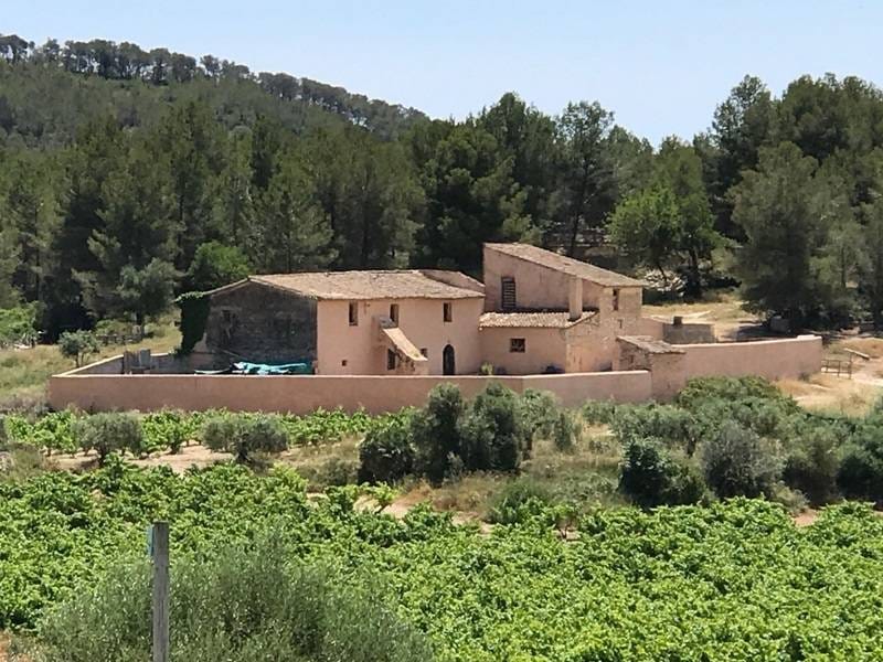 ПОМЕСТЬЕ С ВИНОГРАДНИКАМИ В ИСПАНИИ — фото 24