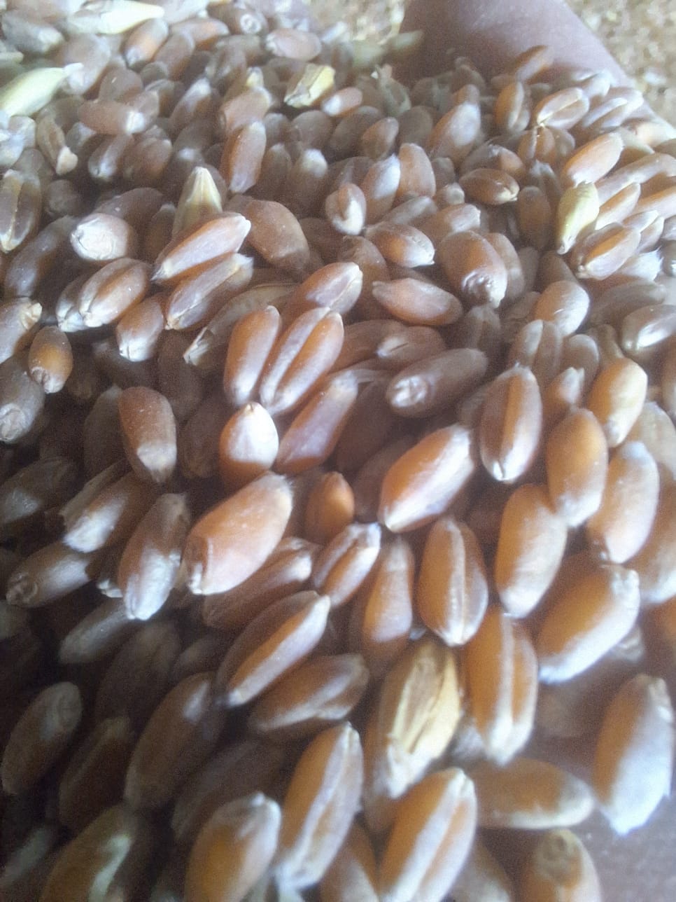 Соя, кукуруза, пшеница экспорт в Китай. — фото 2