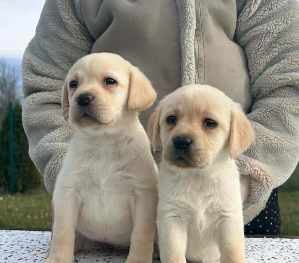 Лабрадор ретривер — фото 7