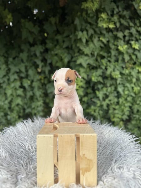 Щенки американского стаффордширского терьера превосходного происхождения — фото 2