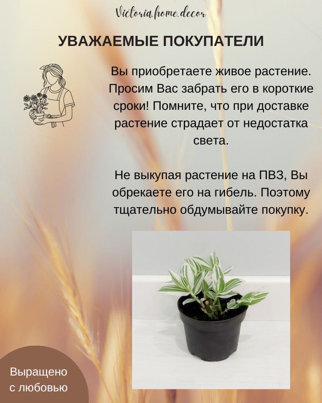 Традесканция Albiflora Albovittata /Альбифлора Альбовиттата — фото 13
