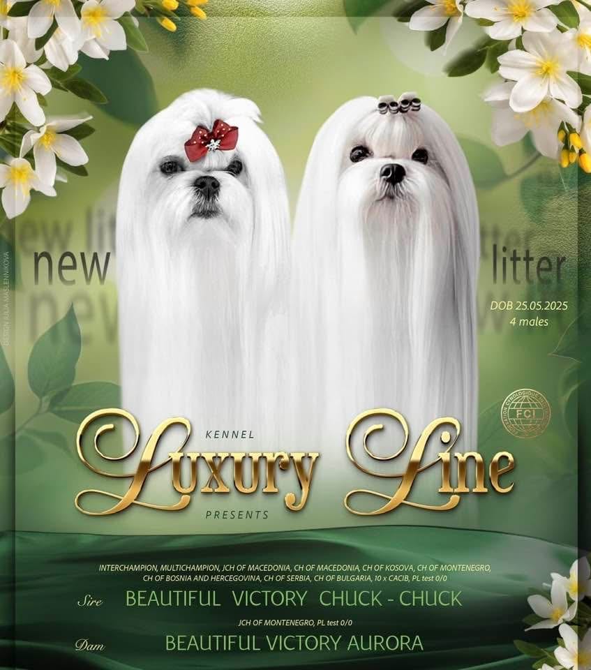 Мальтезе, отличная родословная — фото 5