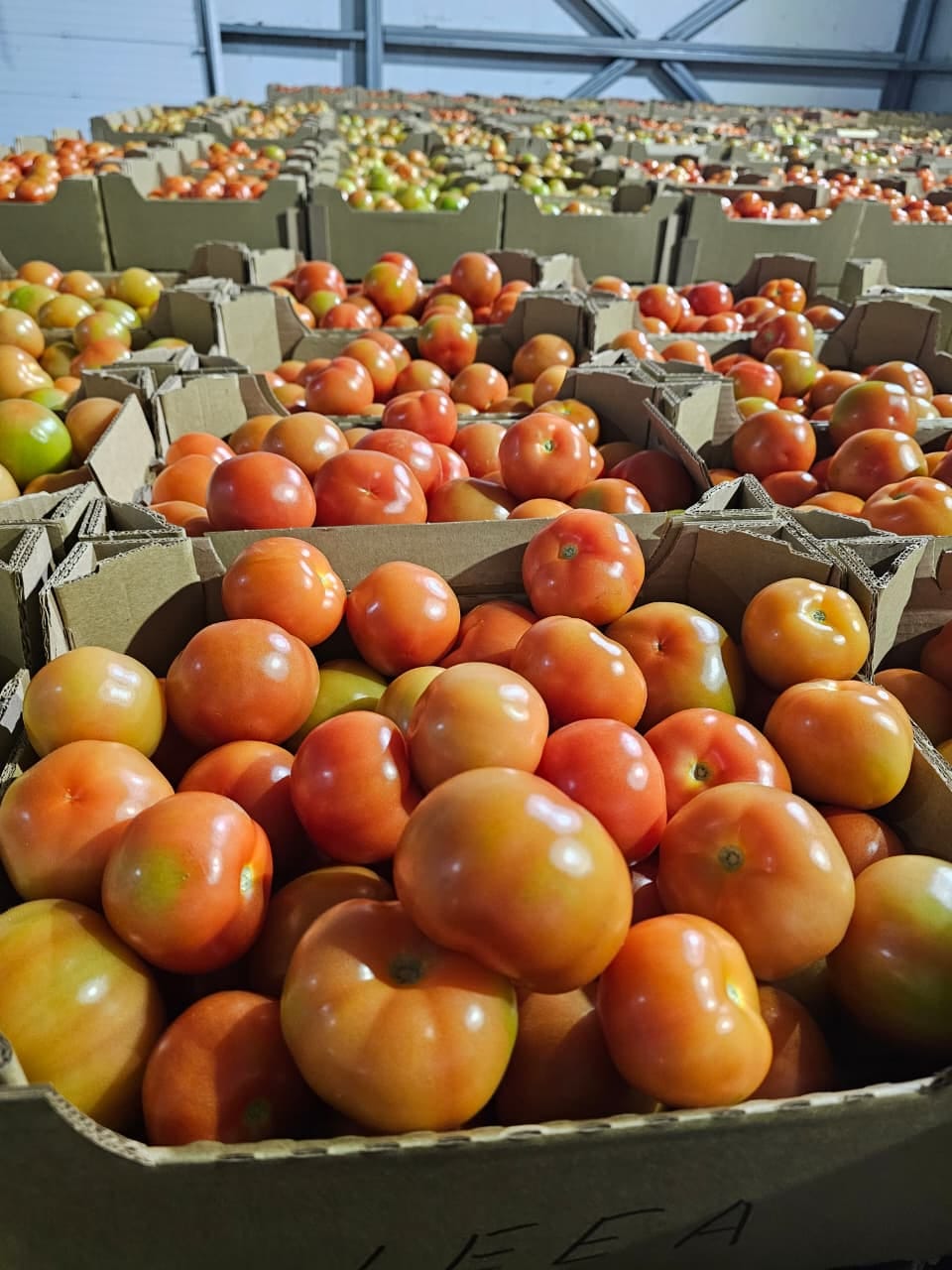 Томат среднеплодный круглый красный — фото 2