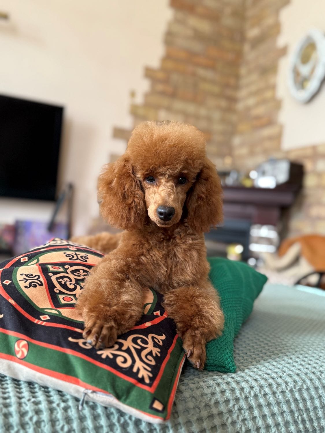 Продаётся кобель пудель. — фото 4