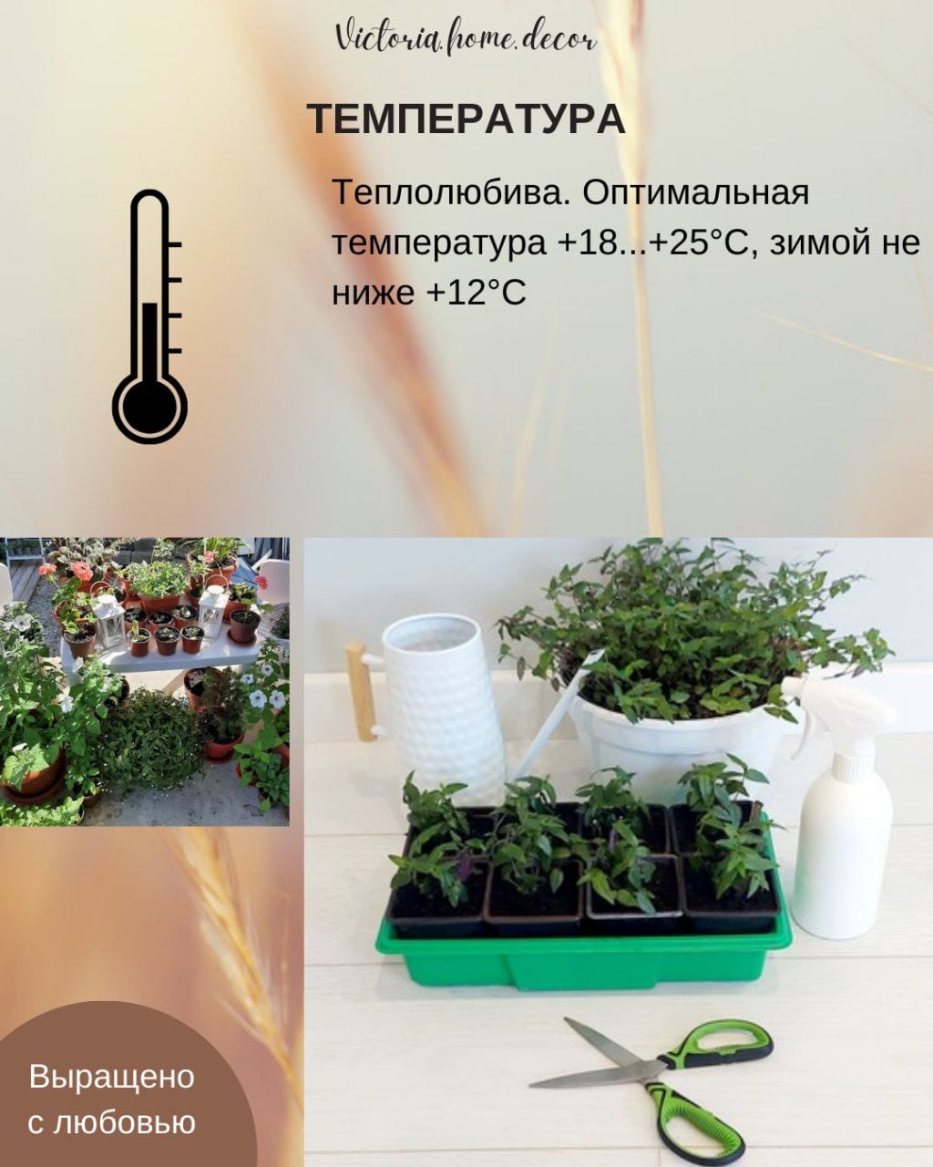 Традесканция Gibasis Bridal vail / Гибазис Фата невесты — фото 10