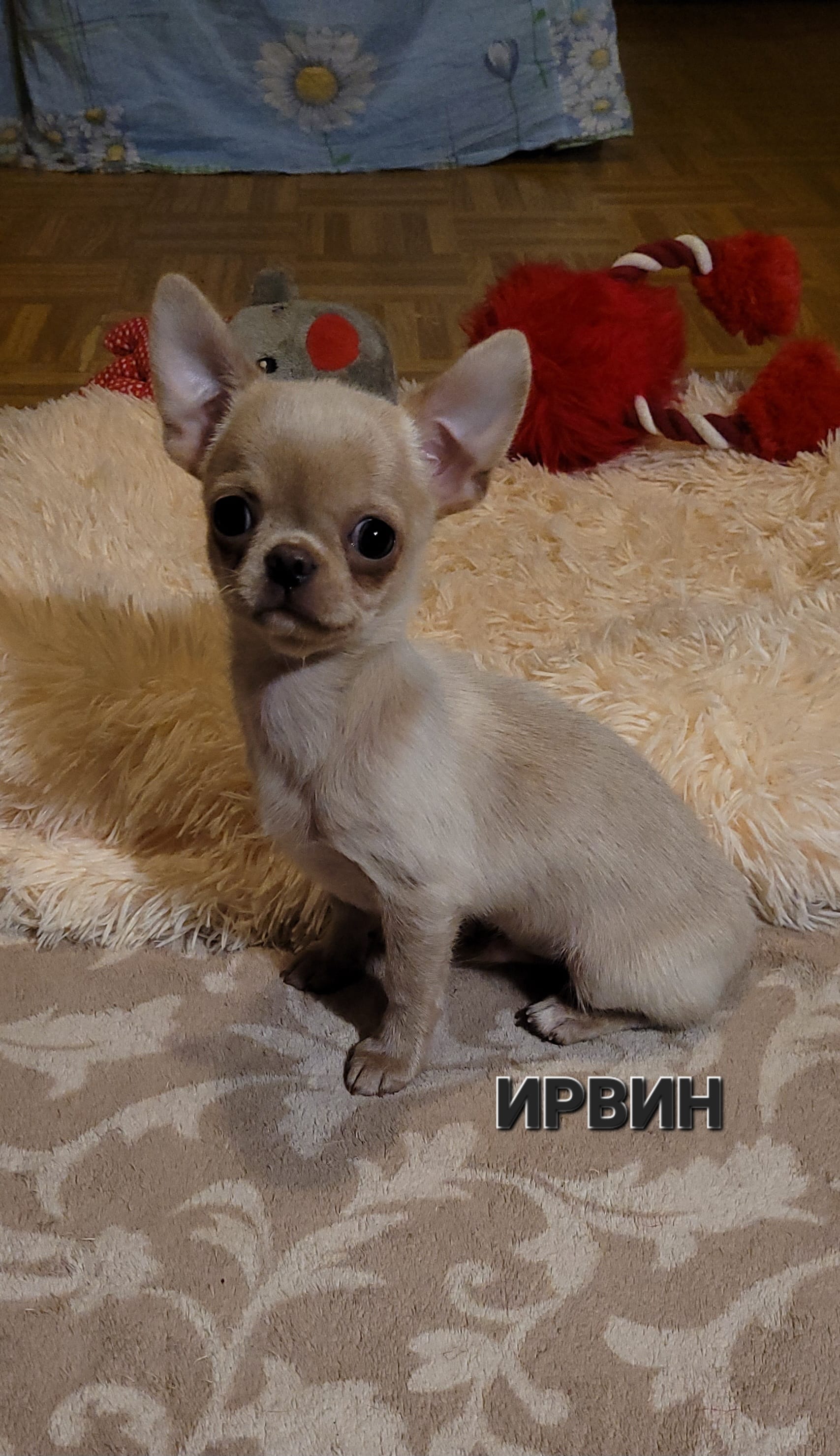 Чихуахуа г-ш мальчик — фото 2