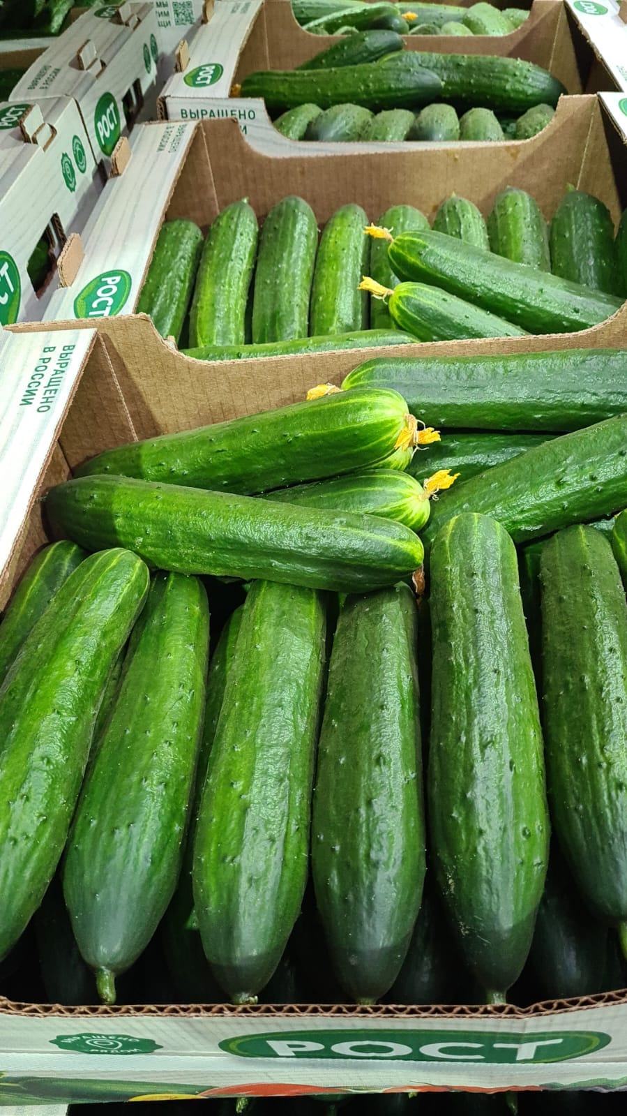 Огурец тепличный колючий среднеплодный Святогор Премиум — фото 3