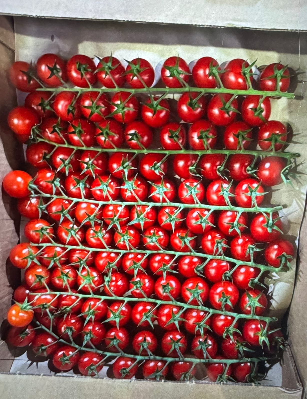 Томат черри тепличный — фото 2