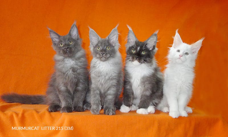 Мейн кун котята из питомника Murmurcat